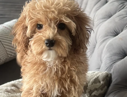 Safkan Maltipoo kızım için eş arıyorum - 118973649