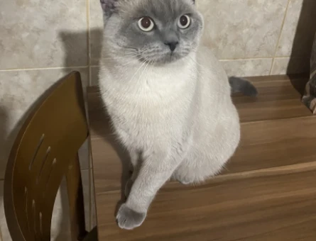2 yaşında British Shorthair Bıdık - 118973689