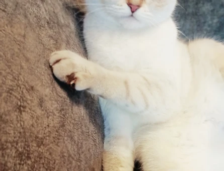British Shorthair 11 Aylık Kızıma Eş Arıyorum - 118973733