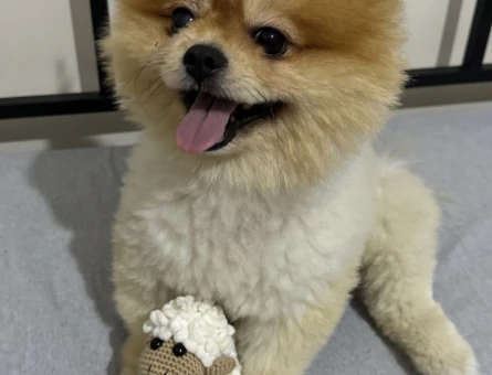 Pomeranian - 118973886