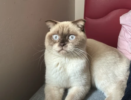 1 yaşında scottish fold erkek kedime eş arıyoruz - 118973907