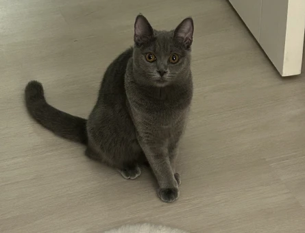 British Shorthair Sushi - 118973924