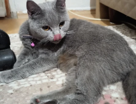 British Shorthair Dişi kedime eş - 118973936