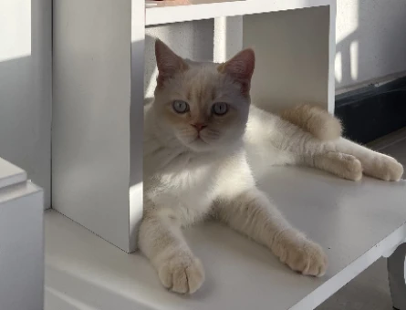 Kedi Eşleştirme - 118973954