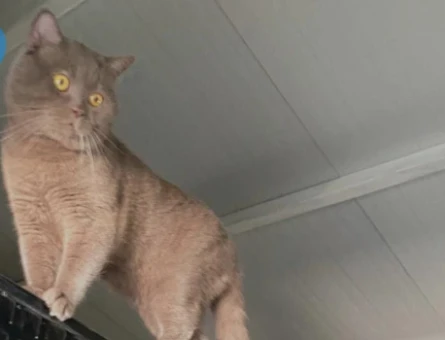 British shorthair - 118973968