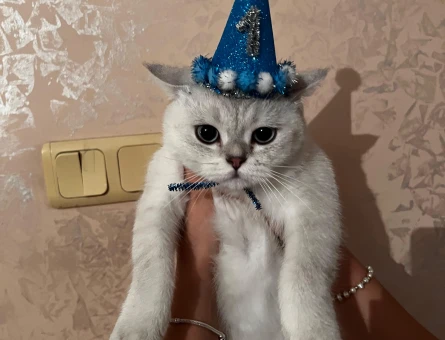 British silver shorthair - 118973976