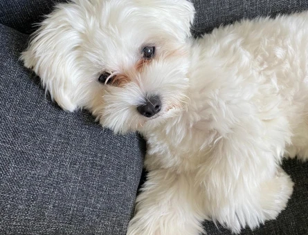 MALTESE KÖPEK DİŞİ ARIYORUZ - 118974002