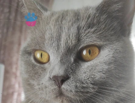 British shorthair - 118974067
