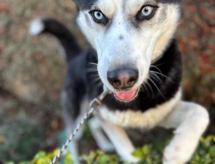 Husky Oğlan'a Eş Arıyoruz - 118974070