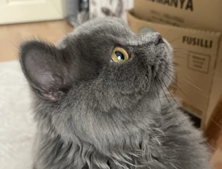 British Longhair erkek kedime eş arıyorum - 118974114