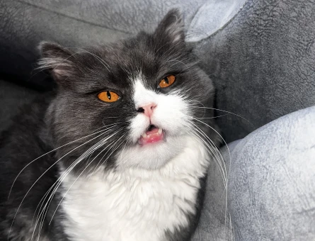 british longhair - 118974169
