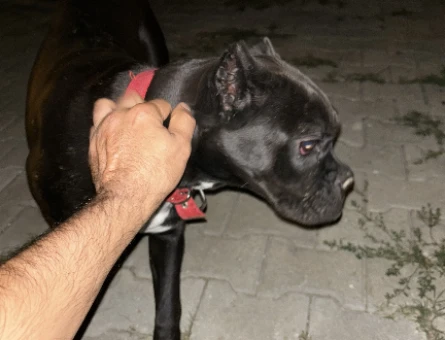 Dişi cani çorse - 118974227