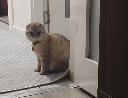 Scottish fold - 118974297