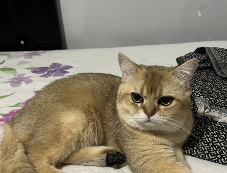 British Shorthair Golden oğluma eş arıyorum - 118974304