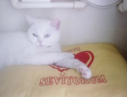 British Shorthair Muezzamiza eş Arıyoruz - 118974328