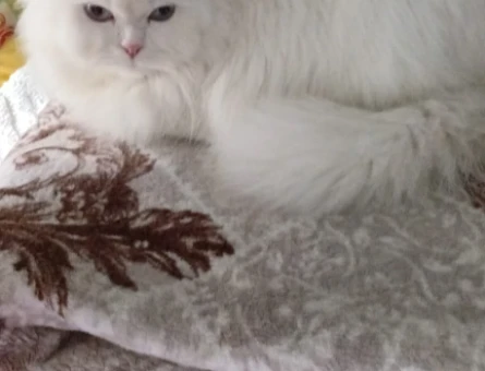 Chinchilla İran kedisi Eş arıyorum - 118974353