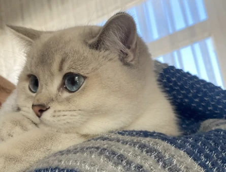 British Shorthair Bella Eş Arııyor - 118974367