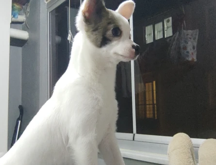 Chihuahua 1 Yaşında Eş Arıyor - 118974372