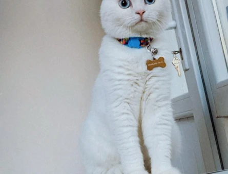 Scottish Fold Yakışıklı Oğluma Eş Arıyorum - 118974394