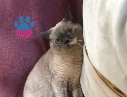 British Shorthair Dişi Kedime Eş Arıyorum - 118974402