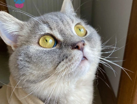 British Shorthair Simba Kedime Eş Arıyorum - 118974413