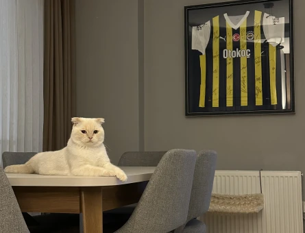 Scottish Fold 1 Yaşında Eş Arıyor - 118974417