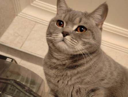 British Shorthair 1 Yaşında Eş Arıyor - 118974425