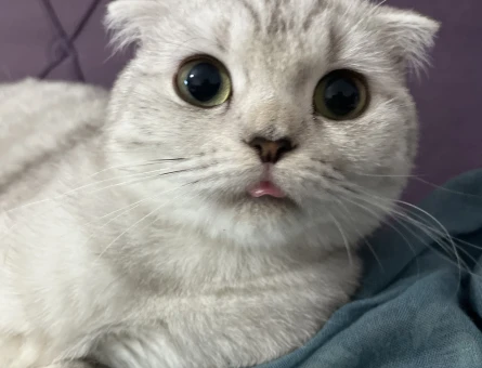 Scottish Fold Dişi kedime Eş Arıyorum - 118974432