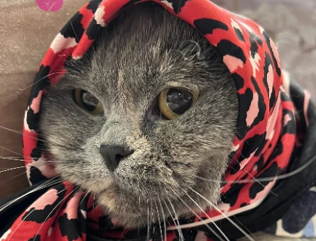 Scottish Fold Shorthair 2 Yaşında Eş Arıyor - 118974433