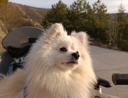 Pomeranian Boo 1 Yaşında Oğluma Eş Arıyorum - 118974440