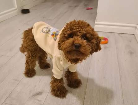 1 Yaşında Red Brown Toy Poodle Damat Adayı - 118974452