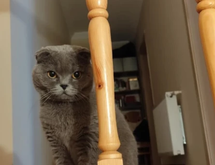 Scottish Fold 2 Yaşında Eş Arıyor Kızgınlıkta - 118974457