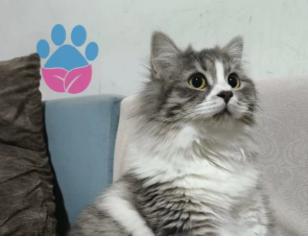 Ragamuffin Dişi Kedimize Eş Arıyorum - 118974462