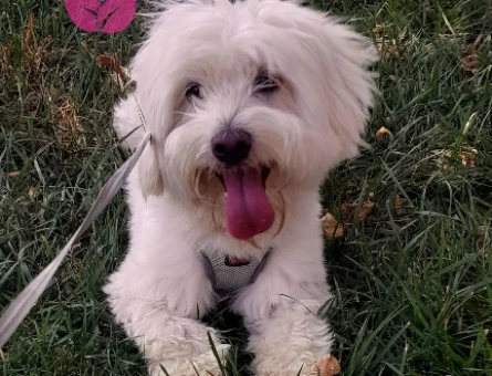 Maltese Terrier Oğlum Eş Arıyor - 118974476