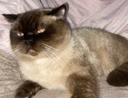 British Bluepoint shorthair Oğlumuza Gelin arıyoruz - 118974486