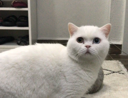 British Shorthair 2 Yaşında Eş Arıyor - 118974487