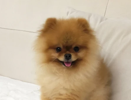 Pomeranian Boo 6 Yaşında Eş Arıyor - 118974491