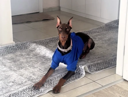 Doberman Oğlumuza Eş Arıyoruz 1 Yaşında - 118974533