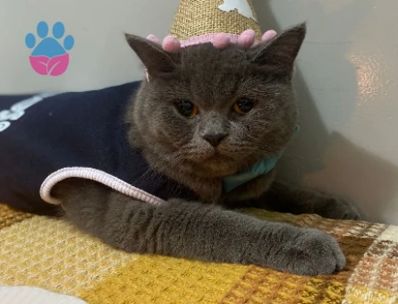 British Shorthair 1 Yaşında Kedim Eş Arıyor