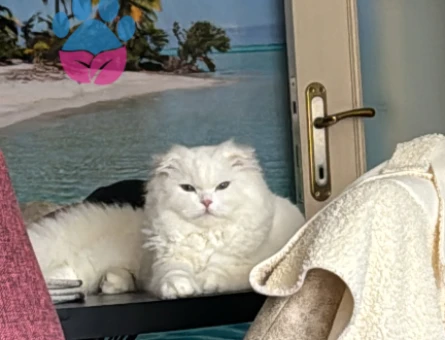 Scottish Fold 11 Aylık Kedim Eş Arıyor - 118974580