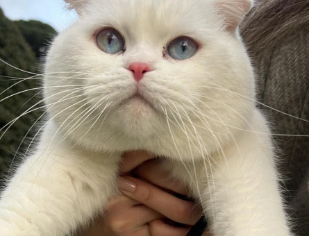 Scottish Fold Mavi Gözlü Oğluma Eş Arıyorum - 118974597