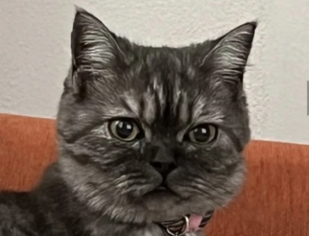 British Shorthair Kızıma Eş Arıyorum - 118974614