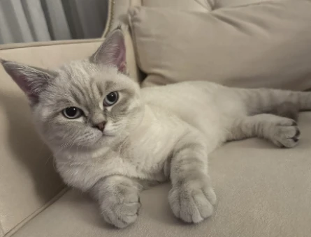 Britishorthair erkek kedime eş arıyorum - 118974615