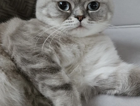 British Shorthair Oğlumuza Kız Arıyoruz - 118974633