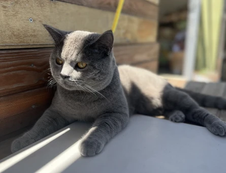 British Shorthair Oğluşuma eş arıyorum - 118974641