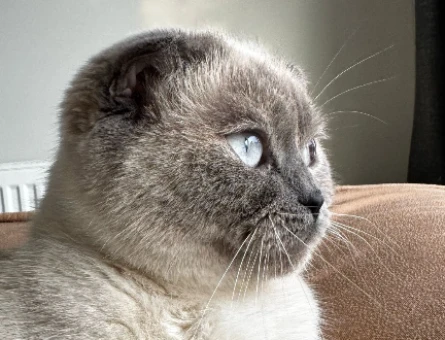 Scottish Fold 1 Yaşında Eş Arıyor - 118974649