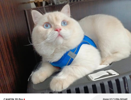 British Shorthair Kedime Dİşi Arıyorum - 118974650