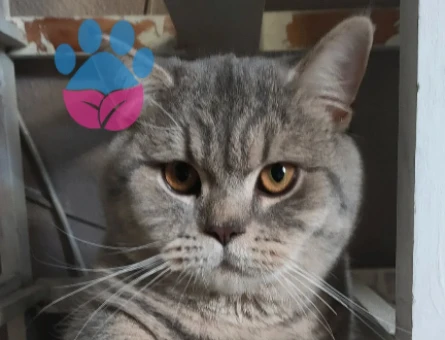 British Shorthair 10 Aylık Eş Arıyor - 118974660