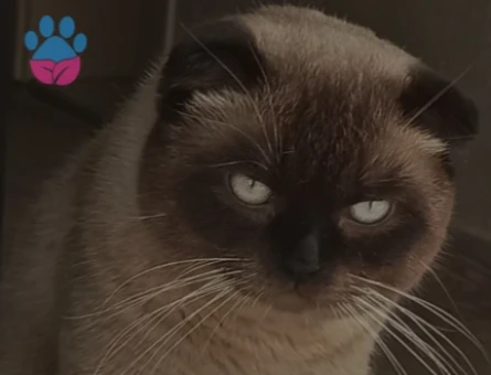 Scottish Fold Kedime Eş Arıyorum 1,5 Yaşında - 118974664