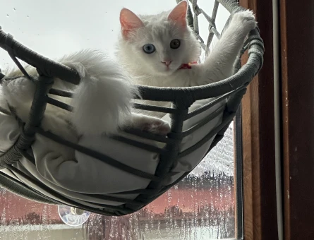 Kızımız zilli için erkek Van kedi arıyoruz - 118974665